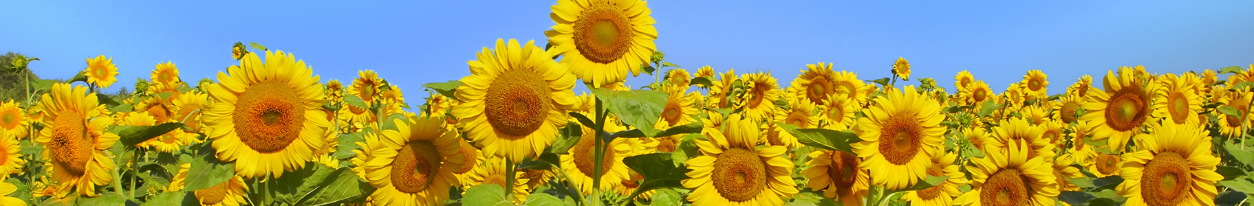 image of sunflowers